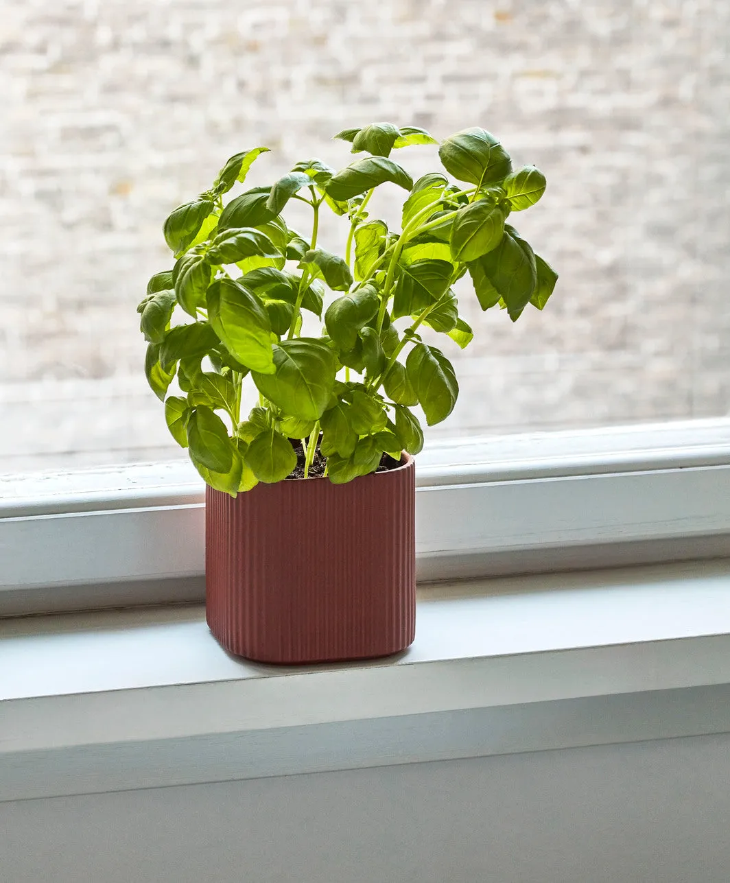 Facade Herb Pot Dark Terracota